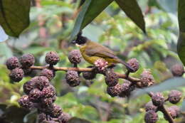 Image of Bornean Bulbul