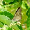 Plancia ëd Libytheana carinenta mexicana Michener 1943