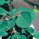 Image of quaking aspen