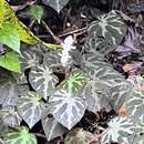 Image of Begonia turrialbae Burt-Utley & Utley
