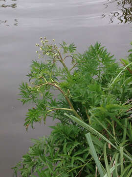 Image of European Waterhemlock