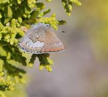 Image of Desert Elfin