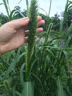 Image of Giant Bristle Grass