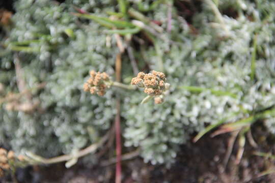 Image of Pacific alpine wormwood