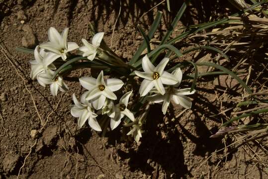 Слика од Tristagma circinatum (Sandwith) Traub