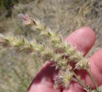 Image of Pringle's prairie clover