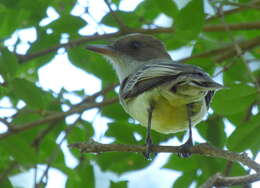 Imagem de Myiarchus swainsoni Cabanis & Heine 1860