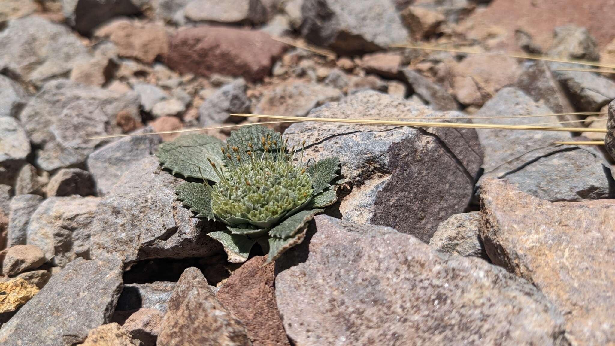 Image of Calycera monocephala (Phil.) S. Denham & Pozner