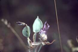 Image of broad-fruit mariposa-lily