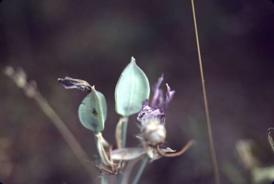 Calochortus nitidus Douglas resmi