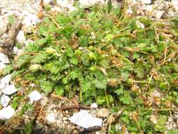 Слика од Erodium maritimum (L.) L'Her.