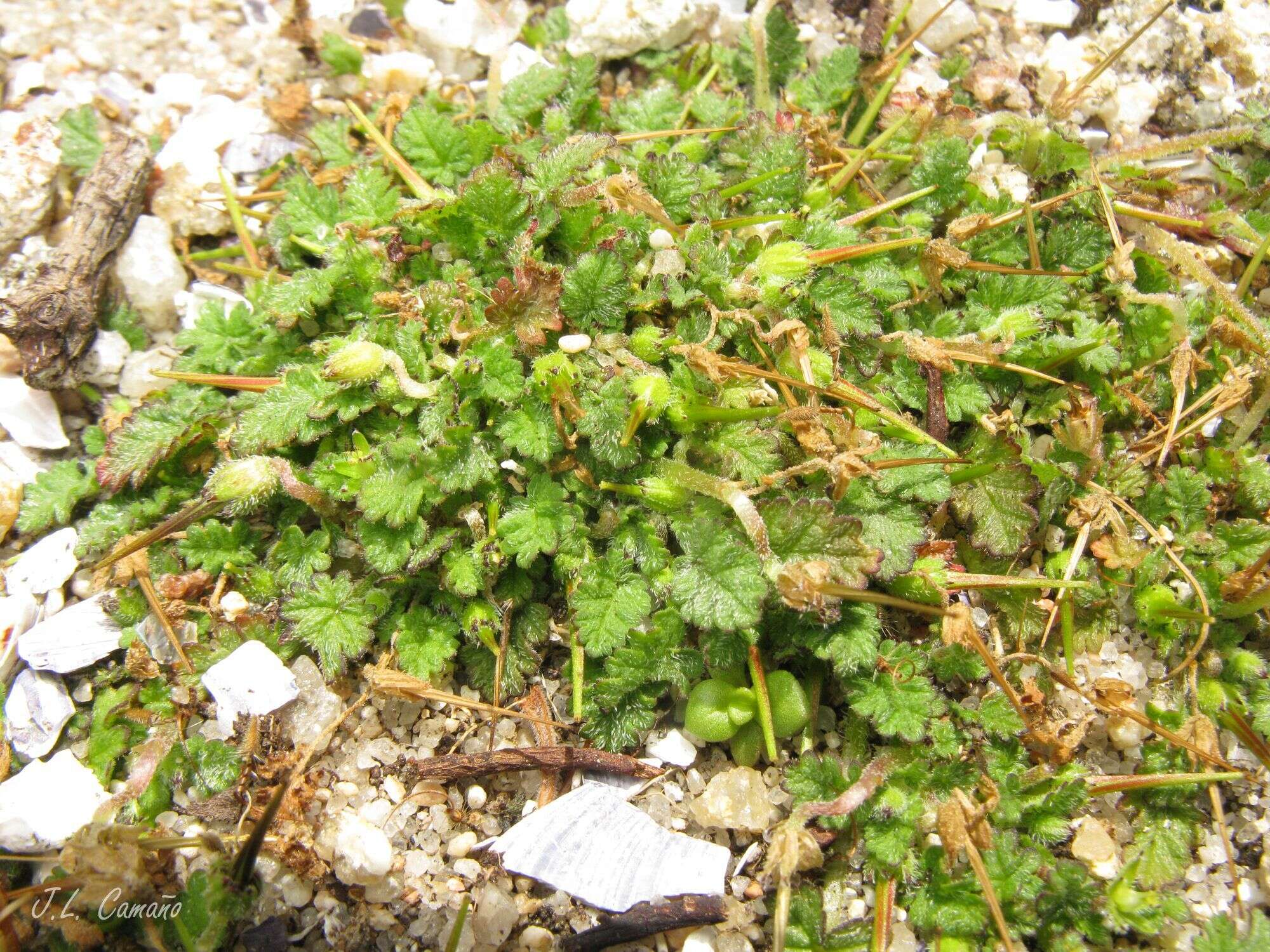 Слика од Erodium maritimum (L.) L'Her.