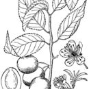 Image of Prunus americana Marsh.