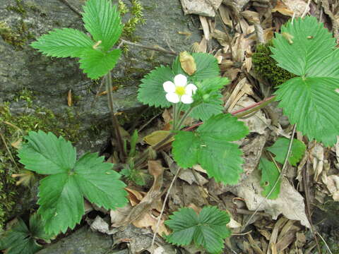 Image de Fragaria vesca subsp. vesca