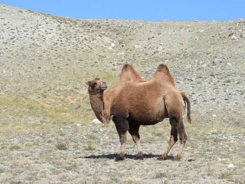 Image of Bactrian camel