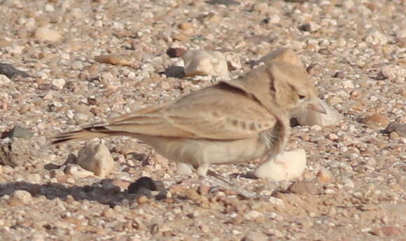 Image of Bar-tailed Desert Lark