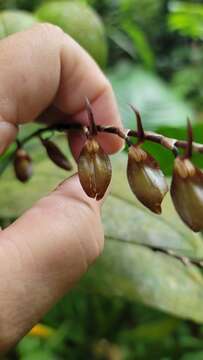 Image of Stelis gigantea Pridgeon & M. W. Chase