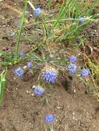 Image of Jasione corymbosa Poir. ex Schult.