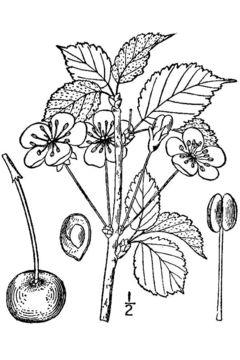 Image of sweet cherry