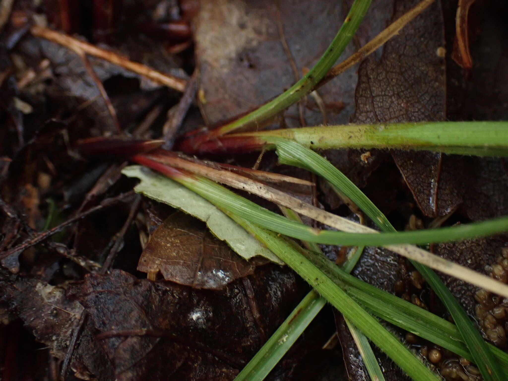 Carex caroliniana Schwein. resmi