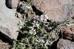 صورة Noccaea fendleri subsp. glauca (A. Nelson) Al-Shehbaz & M. Koch