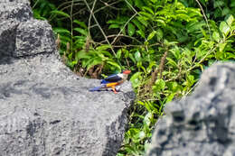 Image of Black-capped Kingfisher