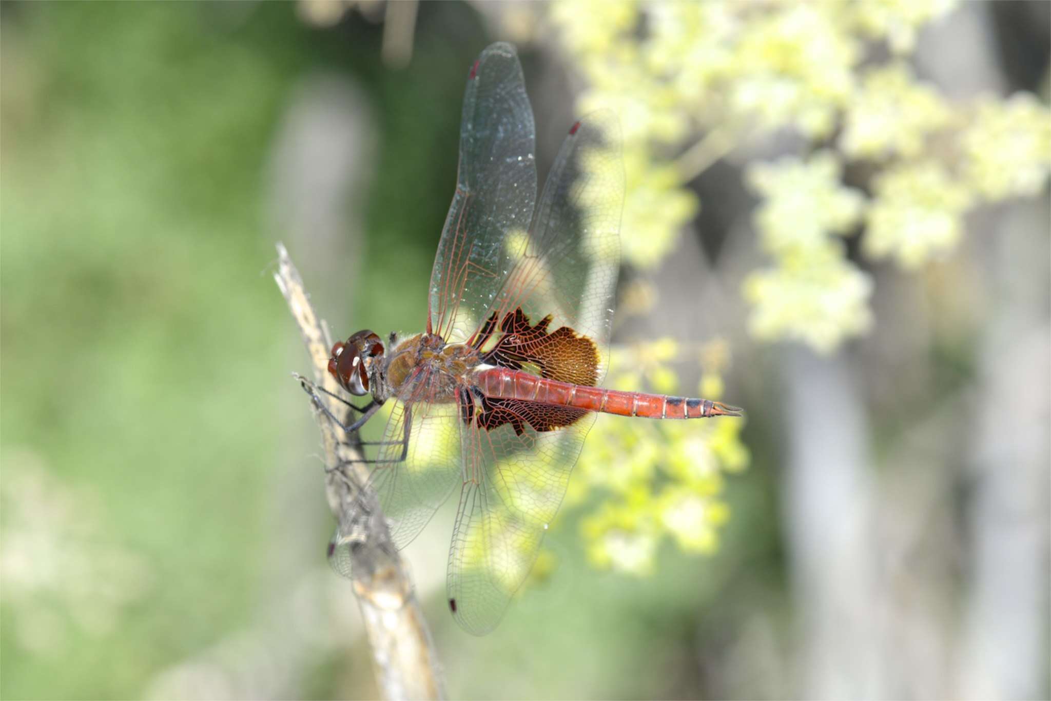 Image of Red Saddlebags