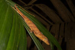 Image of Anolis umbrivagus Bernal-carlo & Roze 2005