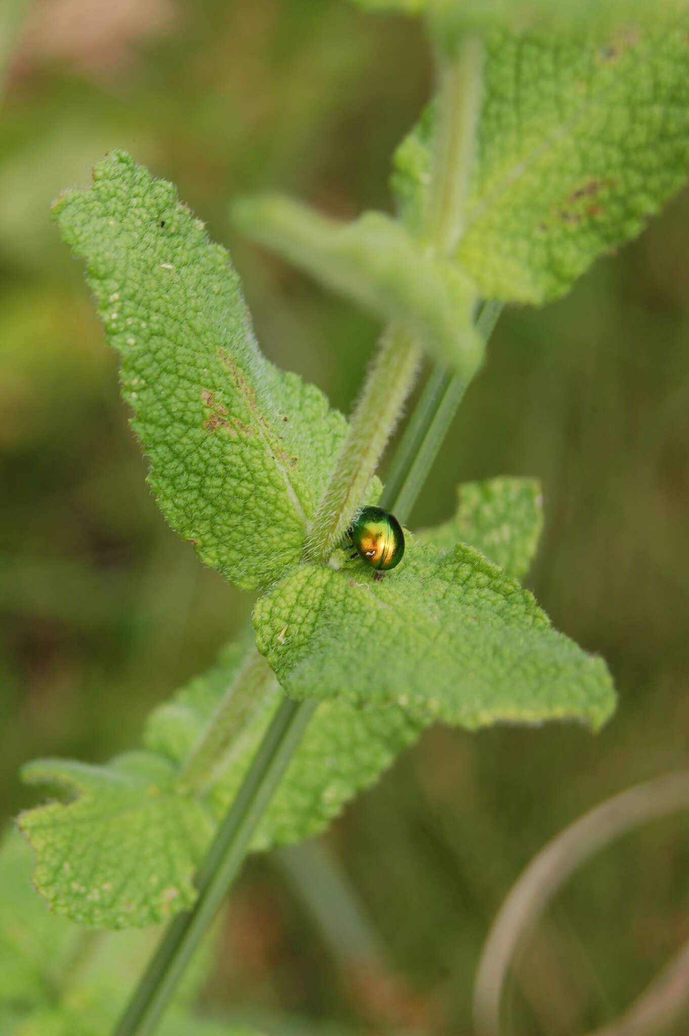 Image of <i>Chrysolina viridana</i>