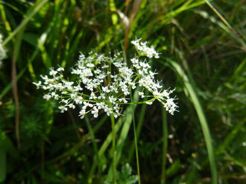 Imagem de Pimpinella major (L.) Hudson