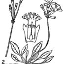 Image de Primula egaliksensis Wormsk. ex Hornem.