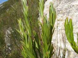 Image of Leucadendron uliginosum subsp. glabratum I. J. M Williams