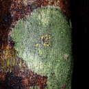 Image of Stirtoniella kelica (Stirt.) D. J. Galloway, Hafellner & Elix