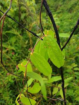 Image of Dioscorea bemandry Jum. & H. Perrier