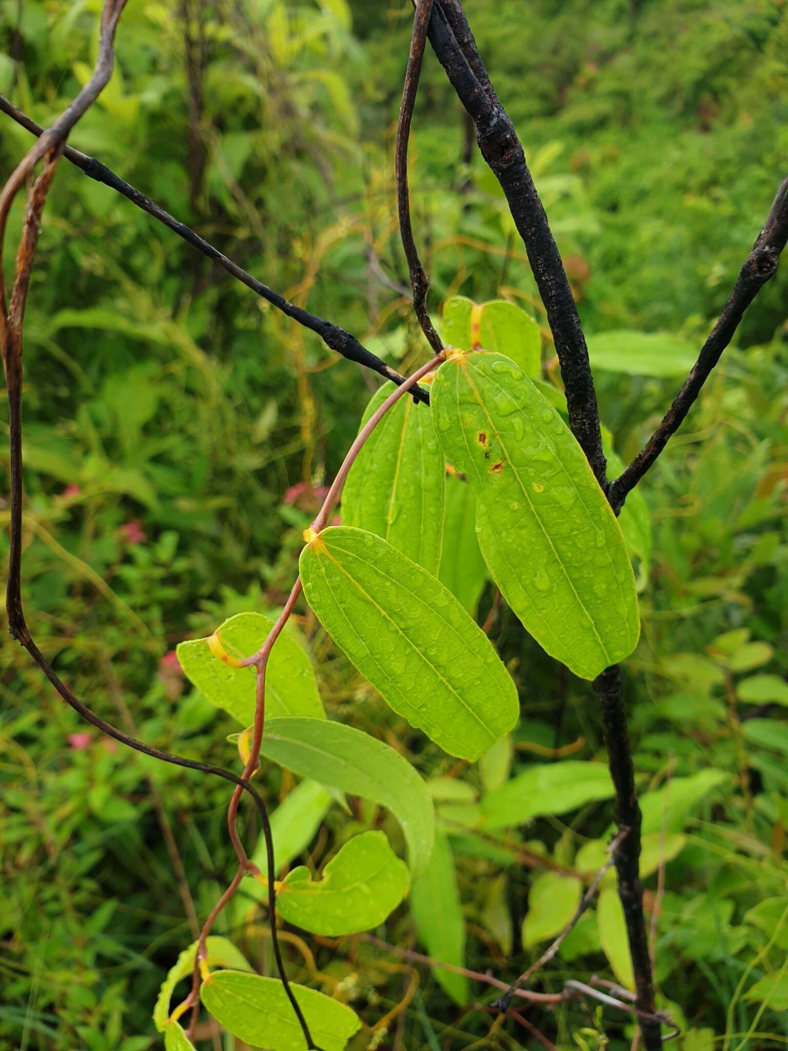 Imagem de Dioscorea bemandry Jum. & H. Perrier