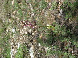 Image of Komper's Orchid