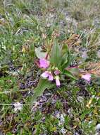 Image of Grass-Leaf Springbeauty