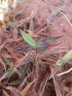 Image of Indian crabgrass