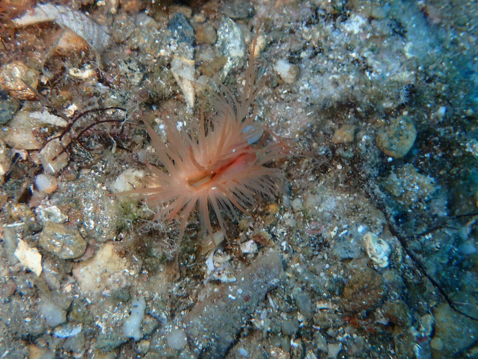 Image of Flame shell