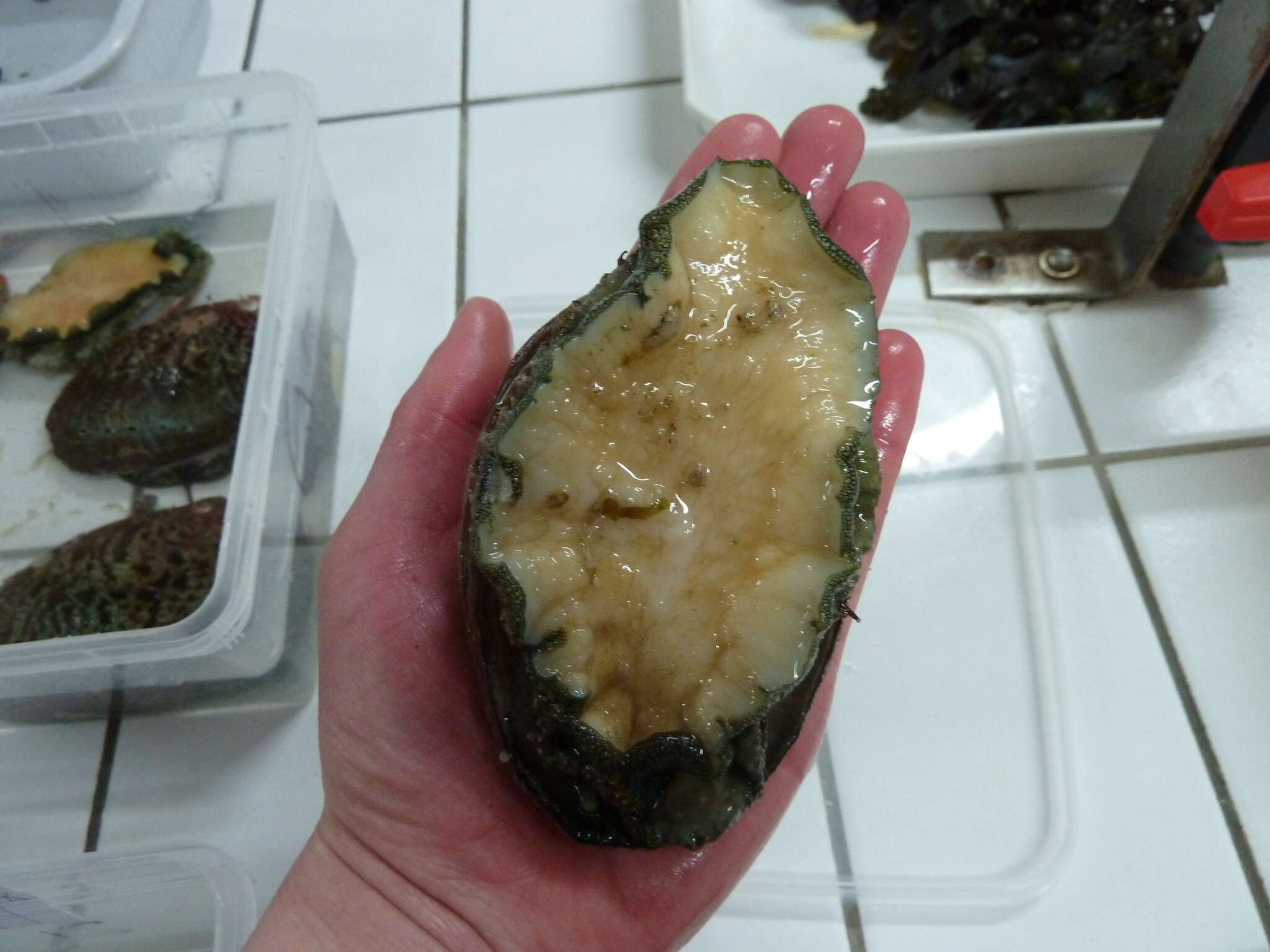 Image of Abalone