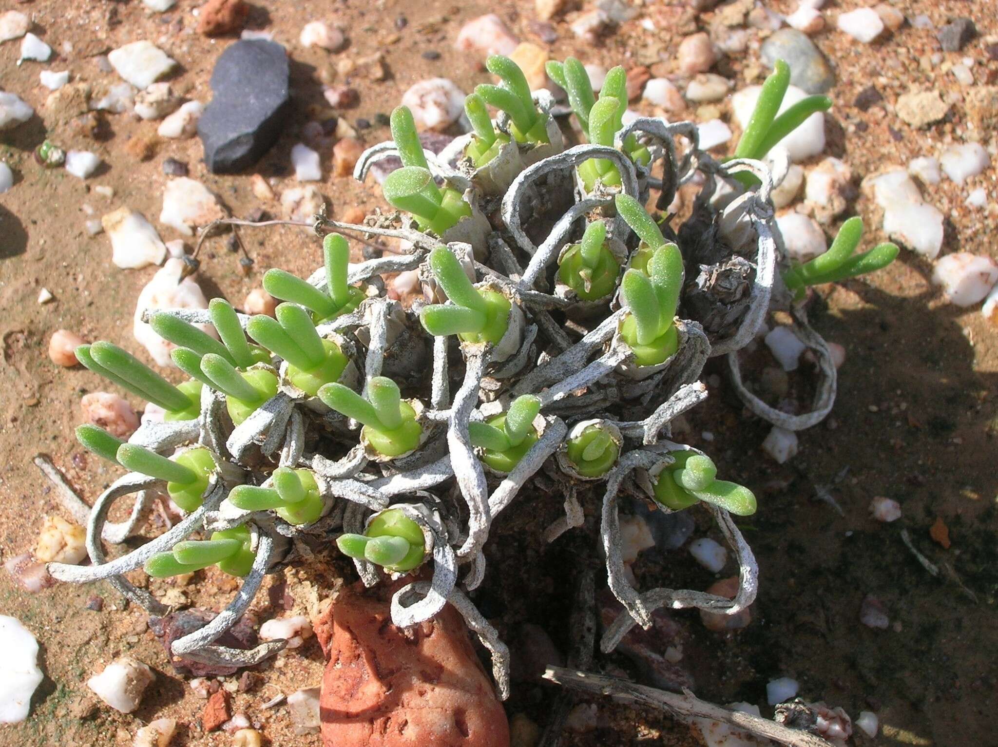 Image of Monilaria moniliformis (Thunb.) Ihlenf. & Joergens.