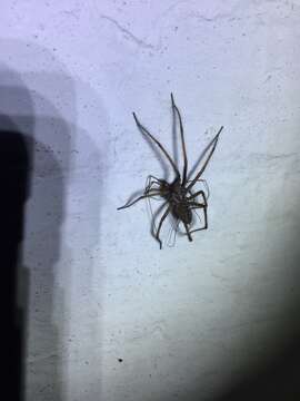 Image of Giant House Spider