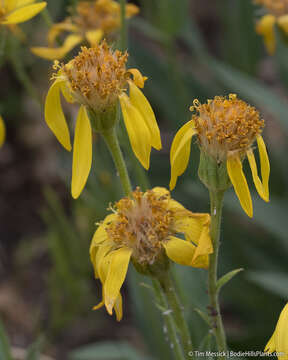 Image of spearleaf arnica