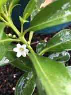 Myoporum sandwicense (A. DC.) Gray resmi