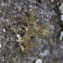 Image of Powdered Wrinkle Lichen