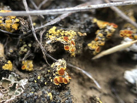 Слика од Fulgensia bracteata (Hoffm.) Räsänen