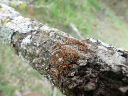 صورة Caloplaca ferruginea (Huds.) Th. Fr.