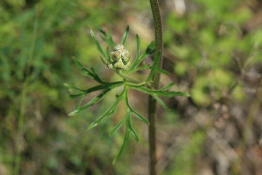 Imagem de Aconitum barbatum Pers.