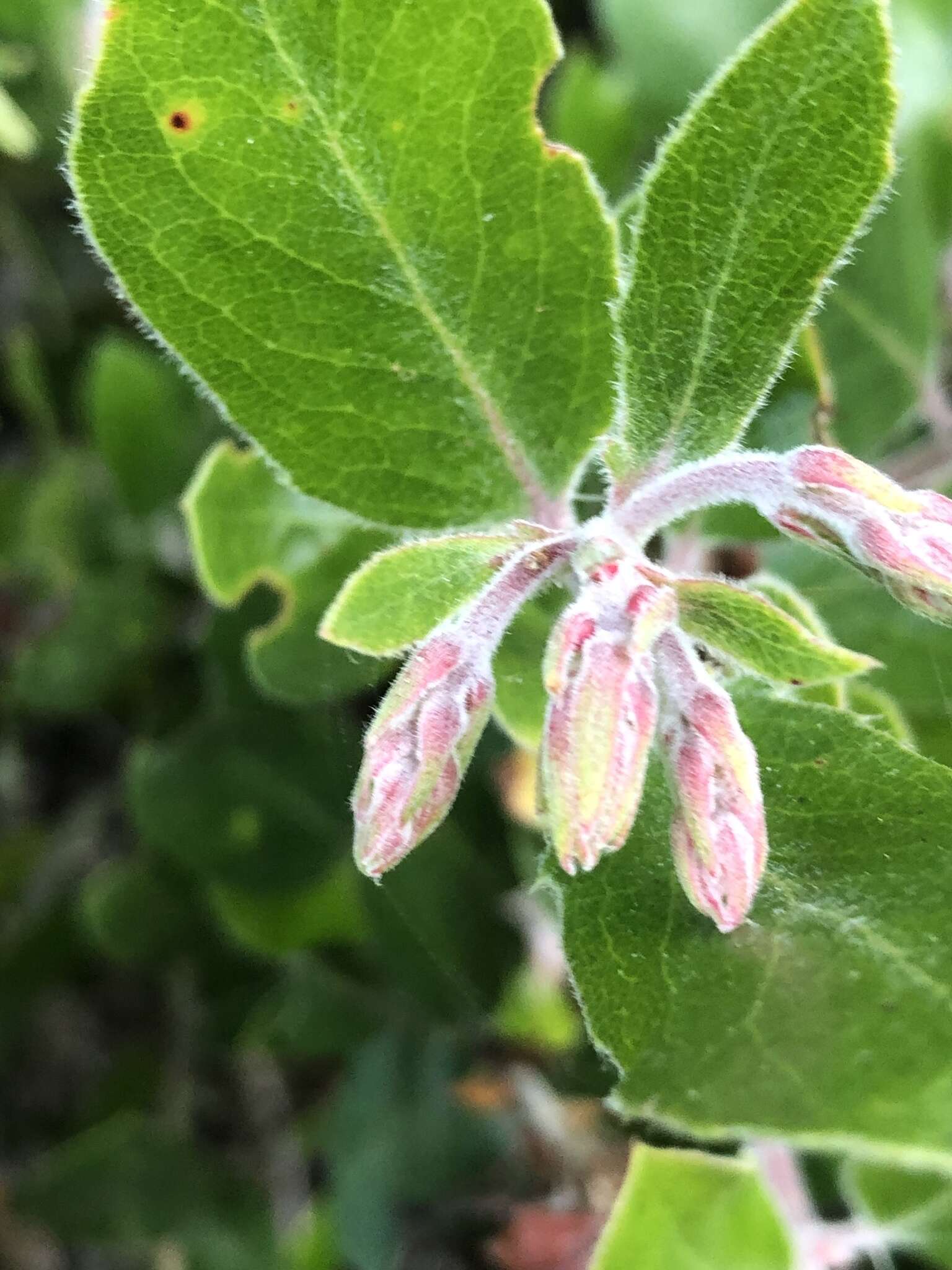 Image of dacite manzanita