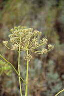 Image of Pastinaca pimpinellifolia M. Bieb.